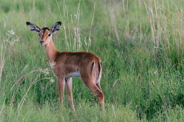 Bébé impala dans les hautes herbes vertes | Photographie de voyage | Afrique du Sud sur Sanne Dost