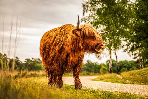 Schotse Hooglander Schottischer Highlander