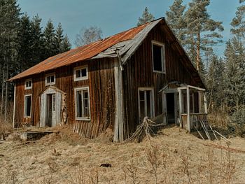 Eén jaar oude Grand Danois in verlaten huis in Småland Zweden.