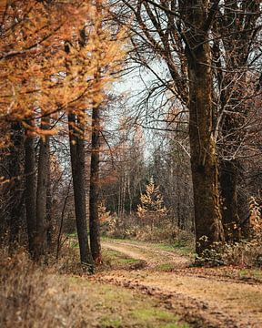 Herbstliche Wanderung im Wald von Joris Machholz