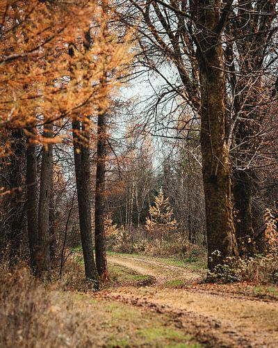Randonnée d'automne dans la forêt