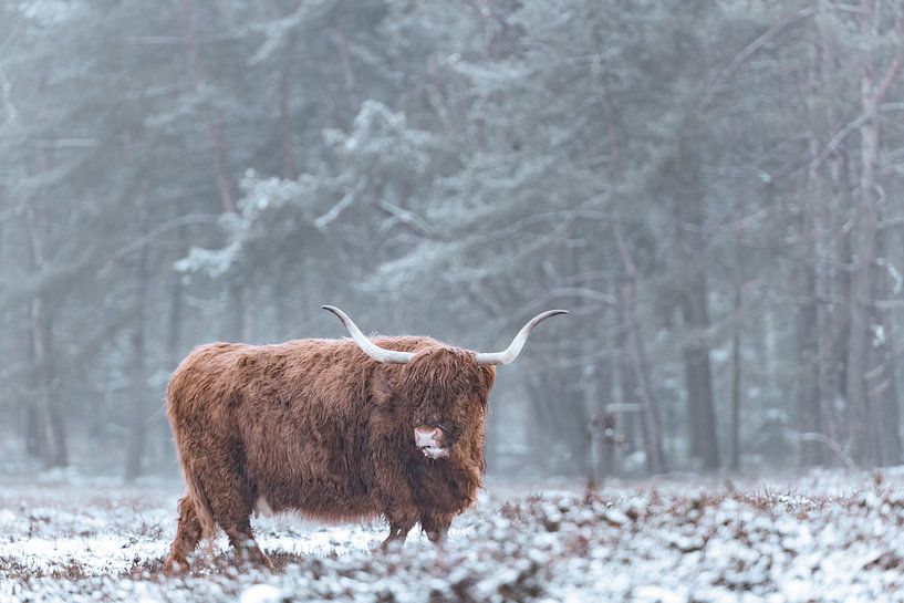 Portrait d'un Highlander écossais dans la neige en hiver par Sjoerd van der Wal Photographie