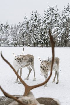 Rentiere im Schnee in Finnisch-Lappland im Winter von Suzanne Spijkers