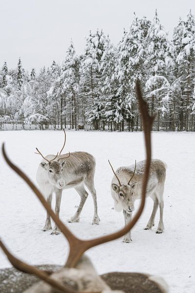Renne dans la neige en Laponie finlandaise en hiver par Suzanne Spijkers