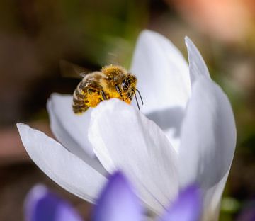 Une abeille vole vers une fleur de crocus blanc sur ManfredFotos
