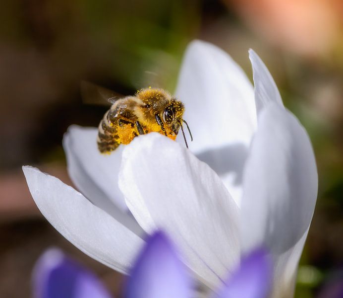Bee flies to a white crocus flower by ManfredFotos