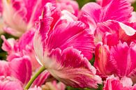 Close-up of a bright pink tulip von Studio Mirabelle Miniaturansicht
