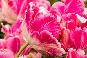 Close-up van een fel roze tulp