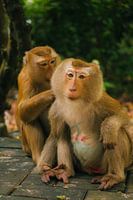 Fürsorge in der Natur: Makaken beim Sozialleben