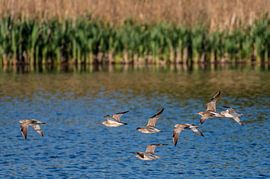 Ein Schwarm Regenbrachvögel – Wasservögel über dem Wasser.