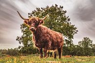 De Schotse Hooglander van Dorst (deel 4) van Slashley Photography thumbnail