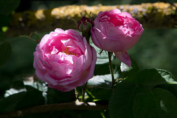 Pink roses against a dark background