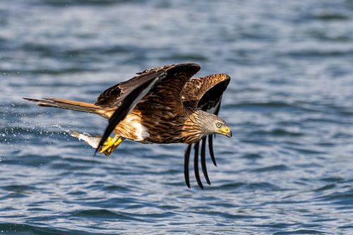 Ein Rotmilan greift sich den Fisch