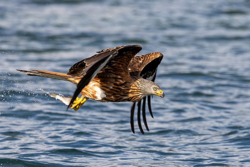 A red kite grabs the fish by Teresa Bauer