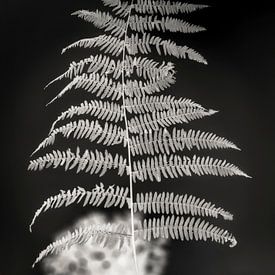 Fern in abstraction glowing in the dark (ZEN) by Affect Fotografie