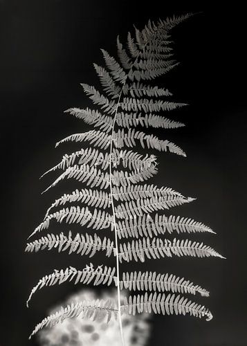 Vaarn in abstractie oplichtend in het donker  (ZEN)