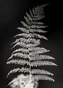 Fern in abstraction glowing in the dark (ZEN) by Affect Fotografie thumbnail
