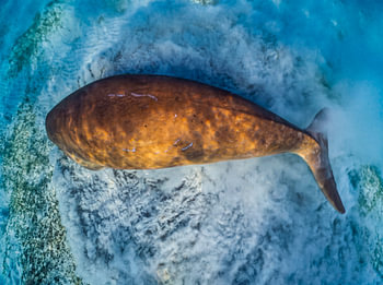 Dugong über hellem Sand – Aufnahme von oben