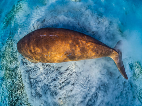 A dugong on light-coloured sand – aerial view