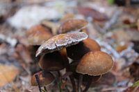 Frosty fungus