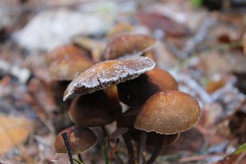 Frosty fungus van Jasmijn Peele