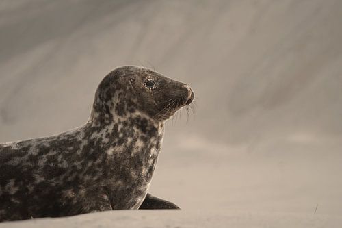 Alert seal