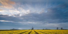 Windmolen en narcissen van Menno Schaefer