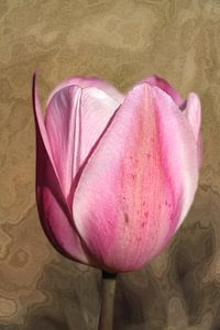 Tulpe in Holzoptik.