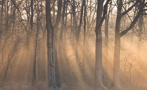 Zonneharpen in het bos