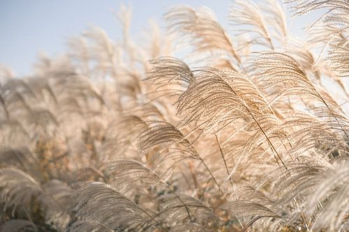 Waving reed plumes in soft light