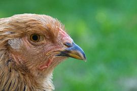 Chicken you look in the camera lens by Jolanda de Jong-Jansen