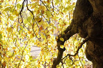 Buntes Blättermeer im Herbst im Kurpark Bad Neustadt von Martin Flechsig