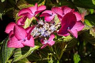 Tuinhortensia (Hydrangea macrophylla) van Alexander Ludwig thumbnail