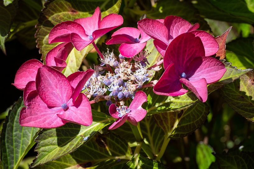 Tuinhortensia (Hydrangea macrophylla) van Alexander Ludwig