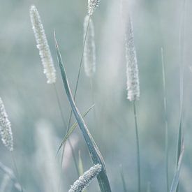 La nature de près aux Pays-Bas sur Nicole Geerinck