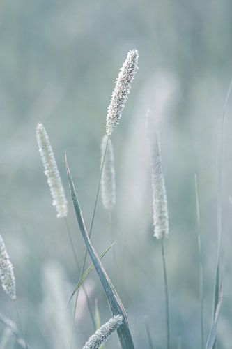Natuur van dichtbij in Nederland van Nicole Geerinck