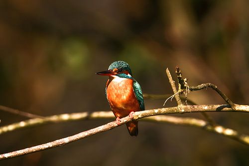 Kingfisher