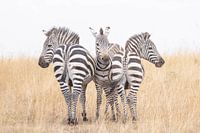 Zebra's left for right