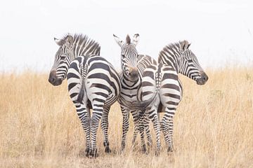 Zebra's Kenia van Gerard van Herk