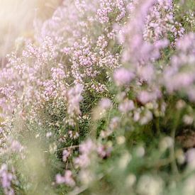 Blooming purple flowers by Laura Slaa