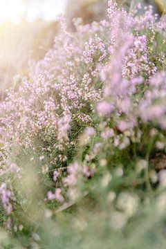 Bloeiende paarse bloemen van Laura Slaa