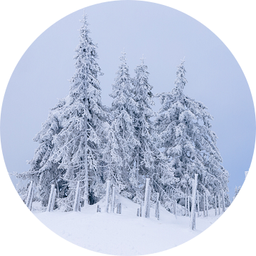 Besneeuwde sparren in Noorwegen