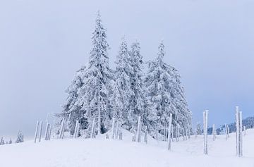 Snowy firs in Norway by Adelheid Smitt