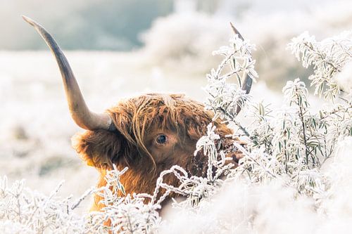 Scottish Highlander