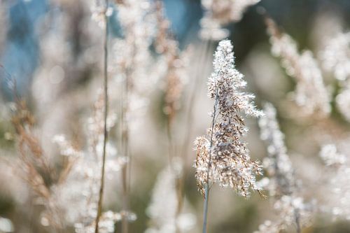 Rustgevende scherpte diepte in bloemenveld