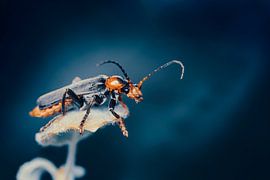 Porträt eines schwarzbeinigen Soldaten von Ribbi