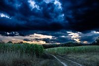 Dunkler Abend im Kornfeld