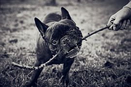 French bulldog by C. Nass