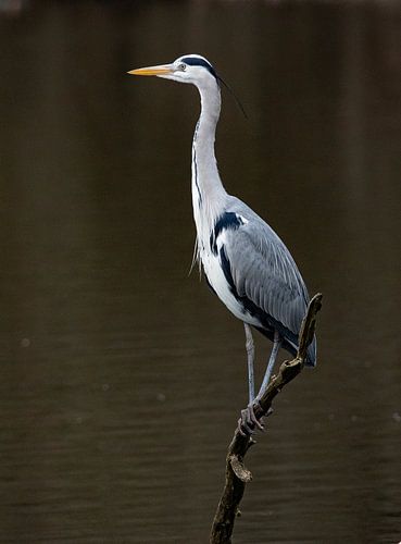 Héron à l'affût 2