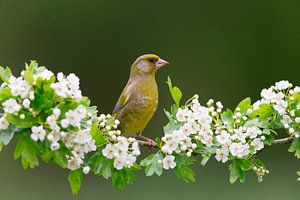 Verdier (Chloris chloris) mâle sur une branche d'aubépine pleine de fleurs